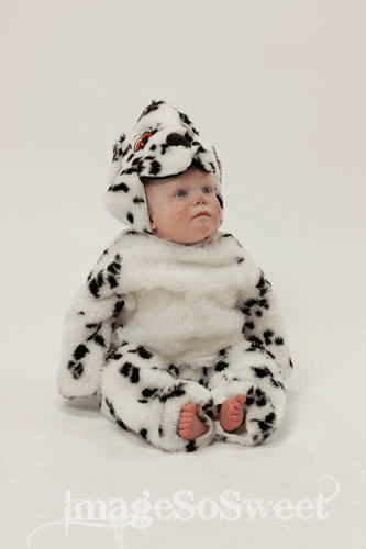 DALMATION